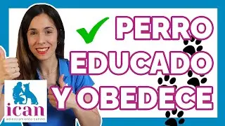 &iquest;Quieres un PERRO EDUCADO? &iexcl;Mira esto ahora!