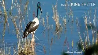 Male Black-necked Stork Searching for Fish in crystal clear water
