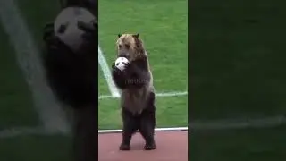 Bear in Football Match 😱😱