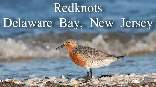 Red Knots