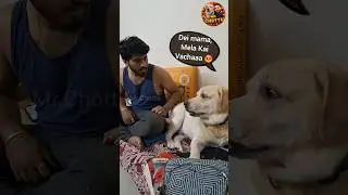 Dei mama...Mela Kai vacha kadichuduven 😡#doglover #dogsofinstagram #petlovers #pet #animals #vlogs