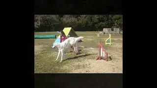 Borzoi Blanc Agility