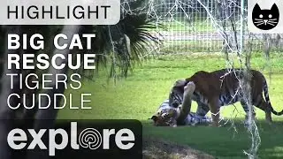 Tiger Cuddles at Big Cat Rescue - Live Cam Highlight