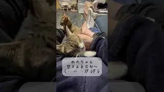 保護猫日記 179日目 #猫好きさんと繋がりたい #好きな子猫 #保護猫 #子ネコ #猫のいる暮らし #猫のいる生活 #ねこ