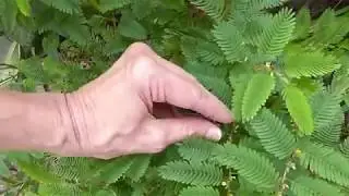 Partridge Pea, Sensitive to the Touch