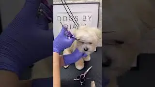 Maltipoo Grooming Face #doggroomingtips #maltipoo #banhoetosa