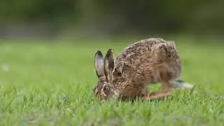 Hare animal Leporidae family enjoy and eating like rabbit