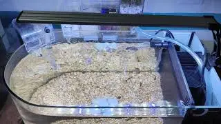 Nano Acuario 30 Litros, Marca Lomas, ACTUALIZACION... Gobios Abeja!!