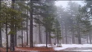 Foggy Forest Rain Ambience  Calm Nature Sounds for Sleep & Relaxation 8 Hours