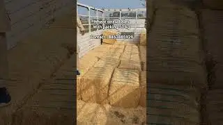 #wheatstraw#wheatstrawbales#dairyfarm#buffalofarm#cowfeed#animalfeed#agricultureindia#farmerbusiness