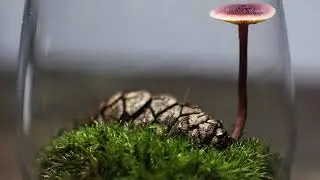 Pine cone mushroom [Mushroom Terrarium]