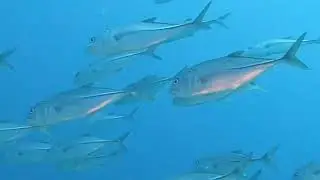 Malediwy 2022 dzień 2 Gdynia Dive