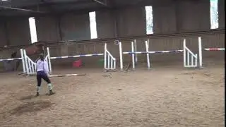 16.1hh Bay Irish Sport Horse - FULL GREEN PASSPORT