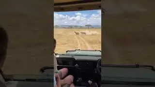 Tourists freeze in shock as fast cheetah tackles prey right beside the open safari jeep