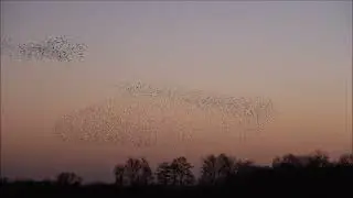 Starling Murmuration at Stainfield, 26th December 2025.
