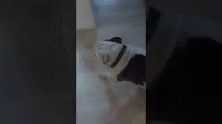 BUGLY THE BULLDOG KILLS HIS BALLOON