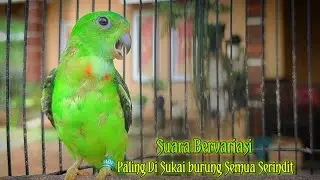 Suara Serindit Muda Gacor Bervariasi - Ampuh untuk pancingan di sukai semua burung serindit