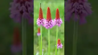 Most Fragrant flowers #lovelyflowers #amazingflower #trendingshorts