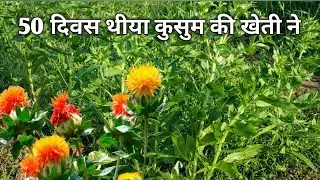 कुसुम की खेती गेहूं के साथ कुसुम#कुसुम #गेहूं#कुसुम के साथ गेहूं #कुसुम खेती#Kusum #Kusum ki kheti