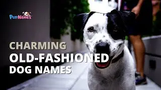 50+ OLD-FASHIONED DOG NAMES for pup owners! | PupNames.com