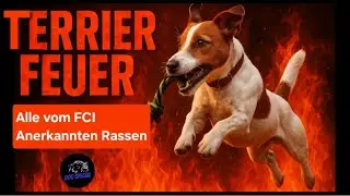 Terrier Feuer - Alle vom FCI anerkannten Rassen