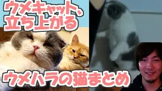 #2 ウメキャット、立ち上がる．ウメハラ猫まとめ動画