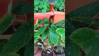 Begonia plant collection and care tips..check link in description below👇