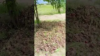Harvesting Onions from the Field | Real Farm Life Scene 🌾🧅