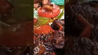 how we eat camel meat on the homestead | Village Cooking Channel | Asmr #viral #shorts