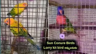 Lorry Kit, Sun conure birds for sale in Telugu /94946 04444 /aj pets
