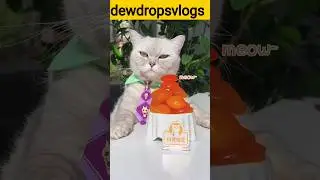 Entrance Is Fragrant Crystal Clear Salted Egg Yolk😺 #ytshorts  #viralshorts #shorts #catsofyoutube