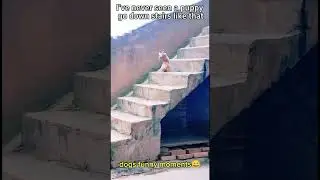 dog's bad luck 🤣🤣🤣🤣🤣 #funny #animals #best