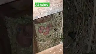 Albino Red eyes chick|lutino Fischeri split red eyes Chicks|love birds|breeding season|2022|2023