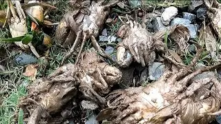 Tai không bắt cua chúng đậm