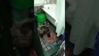 Марсик решил купаться... но потом передумал ))