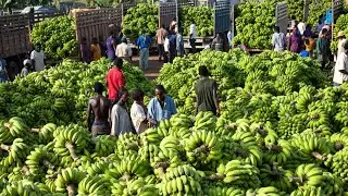 Quais São as 10 Colheitas de Frutas e Verduras Mais Inovadoras?