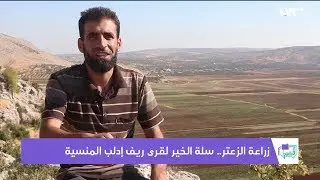 زراعة الزعتر.. سلة الخير لقرى ريف إدلب المنسية