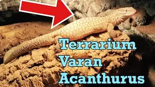 varan acanthurus : terrarium et projet