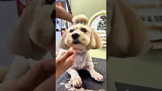 Satisfying Grooming: Mixed-Breed Dog Haircut Transformation | Fluffy Finish