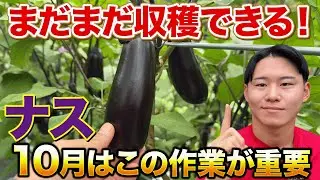 【10月版】ナスを止めない！収量を伸ばす神作業