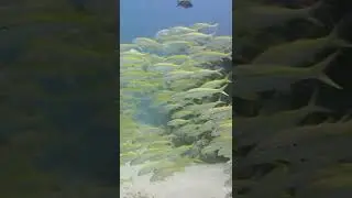 Red sea goat fish