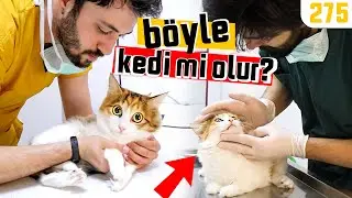 BU KEDİYSE DİĞERLERİ NE? 😆 Şaşkın MAYA @DoBiDa 275