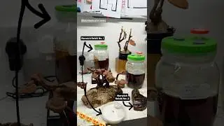 Took this Reishi to London to visit Biome Mushrooms&rsquo; lab ! 🍄 #ganoderma #reishi