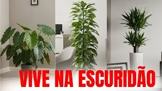 Pouca luz? Essas plantas vão amar viver na sua casa