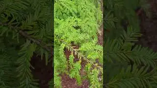 Eastern Hemlock (tsuga canadensis)