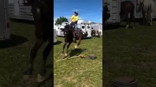 Lightly Desensitizing #PonyTraining #funny #jump #pony #horsetraining