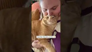 Кальцифер, кот породы HAMB, буквально УЛЫБАЕТСЯ, когда ему поют | ​⁠@catladytails #orangecats