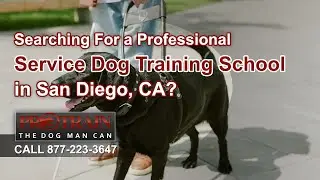 Reasons to Choose Service Dog Training in San Diego