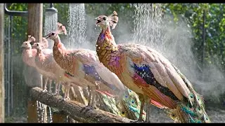 A Billionaire&rsquo;s Hobby: Raising Mutant Pink Peacocks in a 4.0 Smart Farm 🏰💎
