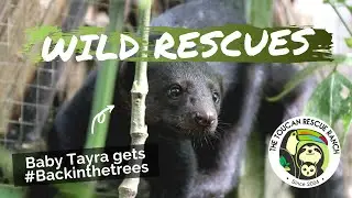 WILD RESCUE: Baby Tayra Survives Attack